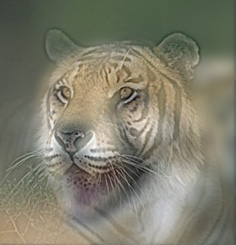 cheetah tiger